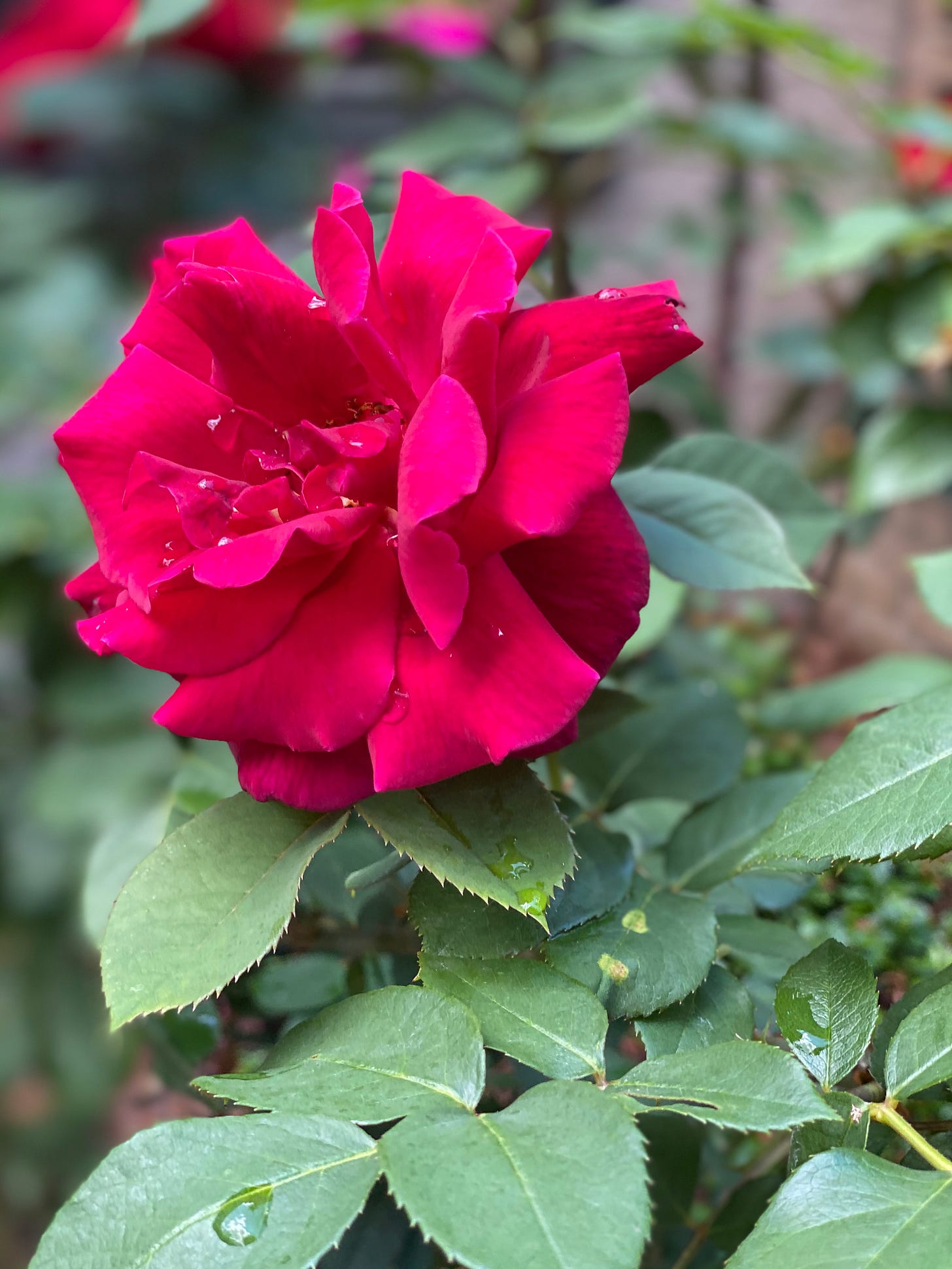 Mr. Lincoln tea hybrid red rose in full bloom in June photograph close up, My Forever Son book jacket to 19 Poems to "Beat Still My Heart" and "My Child on Earth Above, In Heaven's Care" song