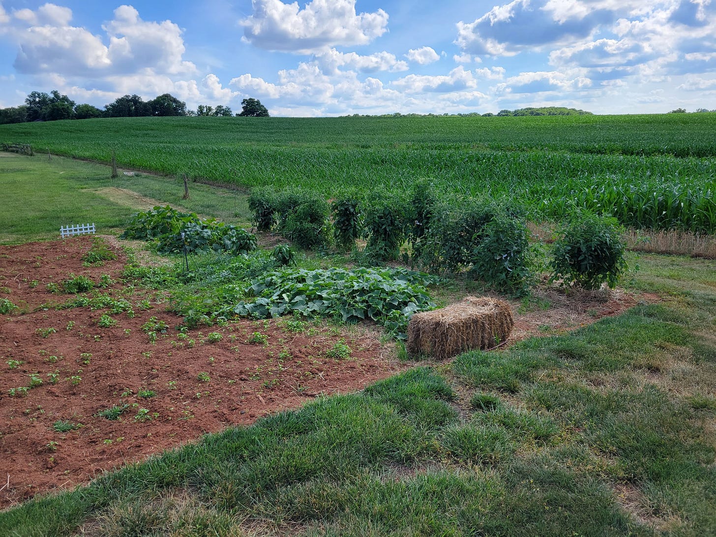 Vegetable Garden