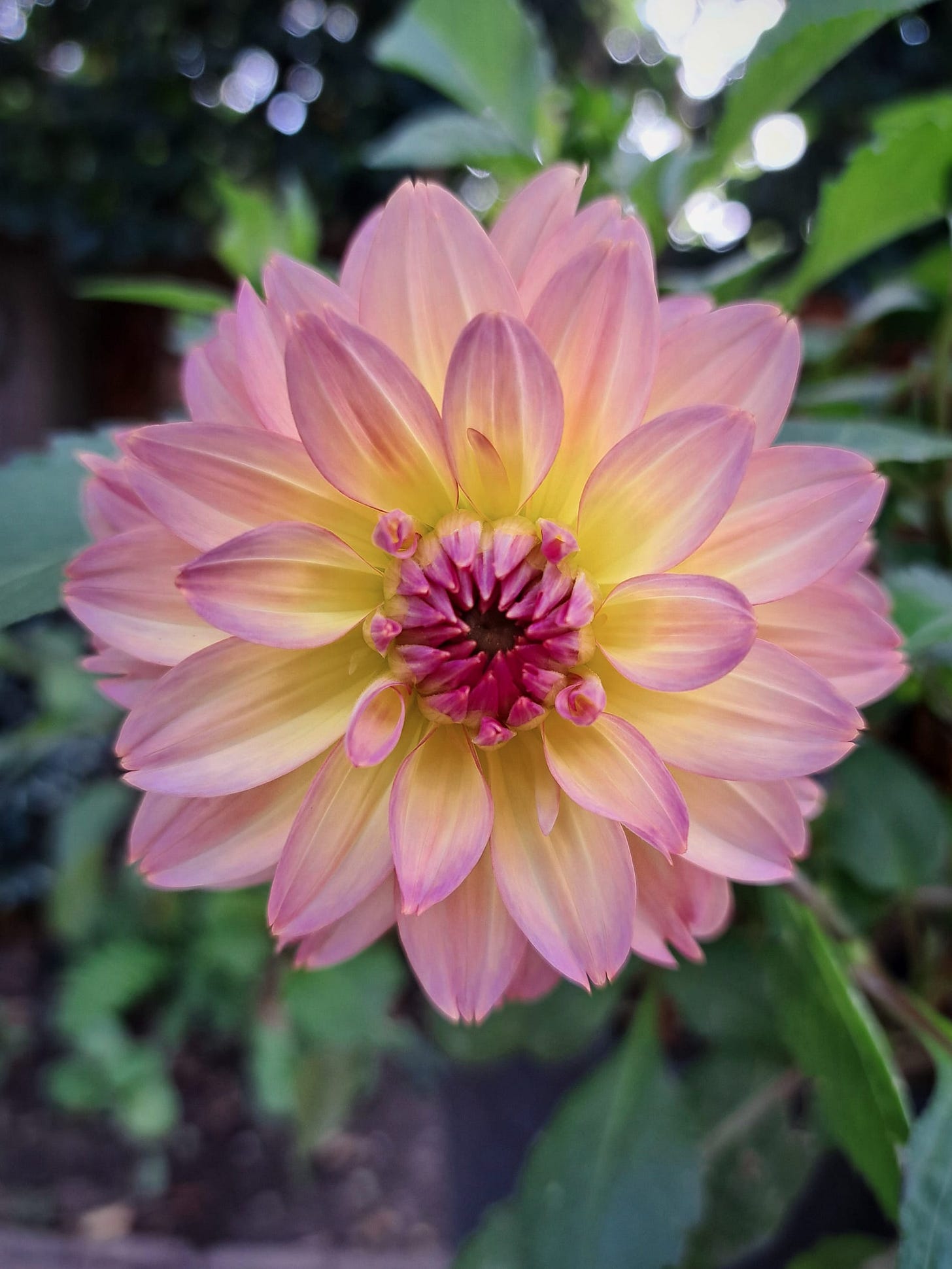 Yellow pink dahlia