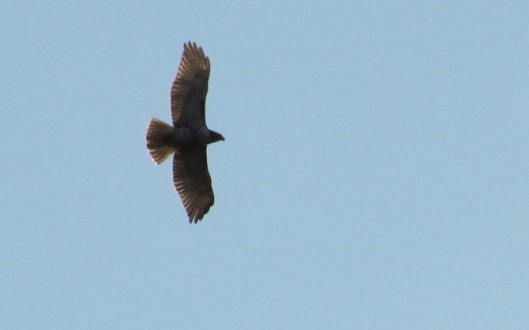 Eyes to the Sky - BNRC