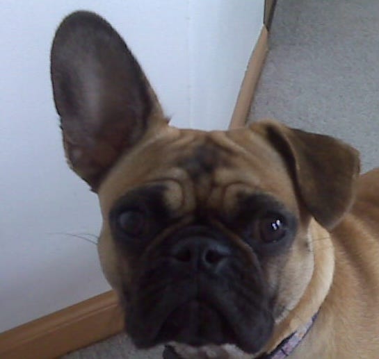 puppy with one ear standing up