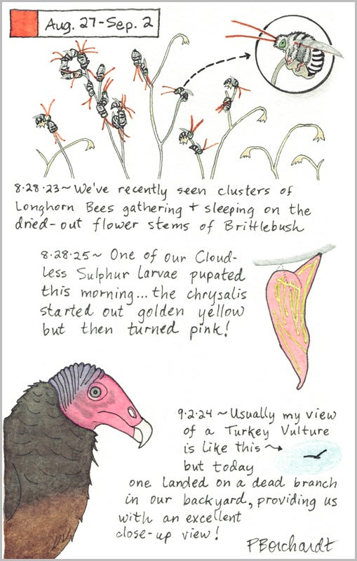 Perpetual Journal, week of Aug. 27 - Sep. 2: Cloudless Sulphur Pink Pupa (2025); Turkey Vulture (2024); Longhorn Bees (2023)