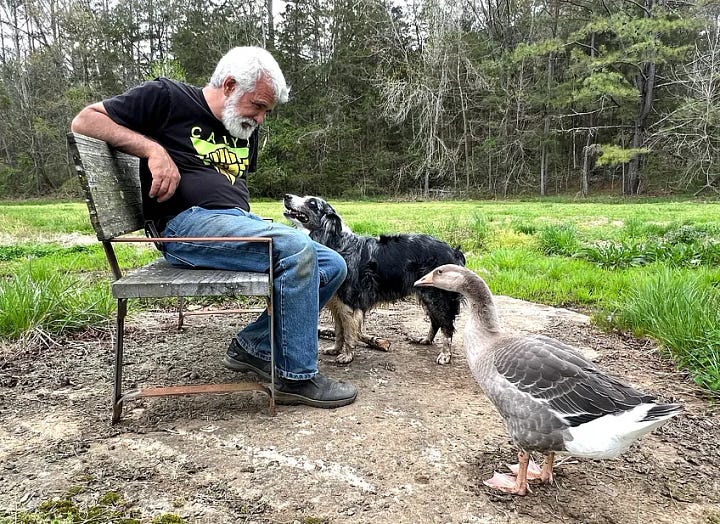 USDA: Our Pets and Livestock are in Danger. There is no reporting system for adverse events for veterinary vaccines at the USDA.