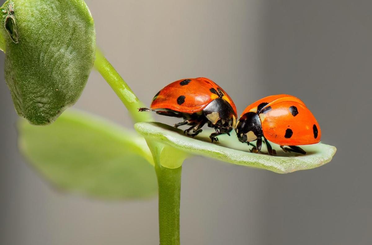 6 Cute Bugs That Bite or Sting (With Photos) - Owlcation