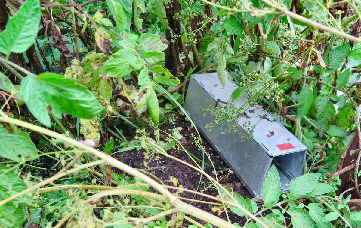 an elliot trap an elliot trap