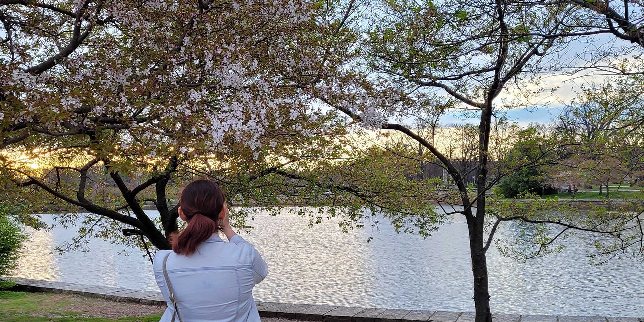 Cherry Blossoms