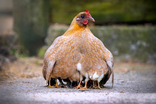 91,800+ Baby Bird Wing Stock Photos, Pictures & Royalty-Free Images - iStock