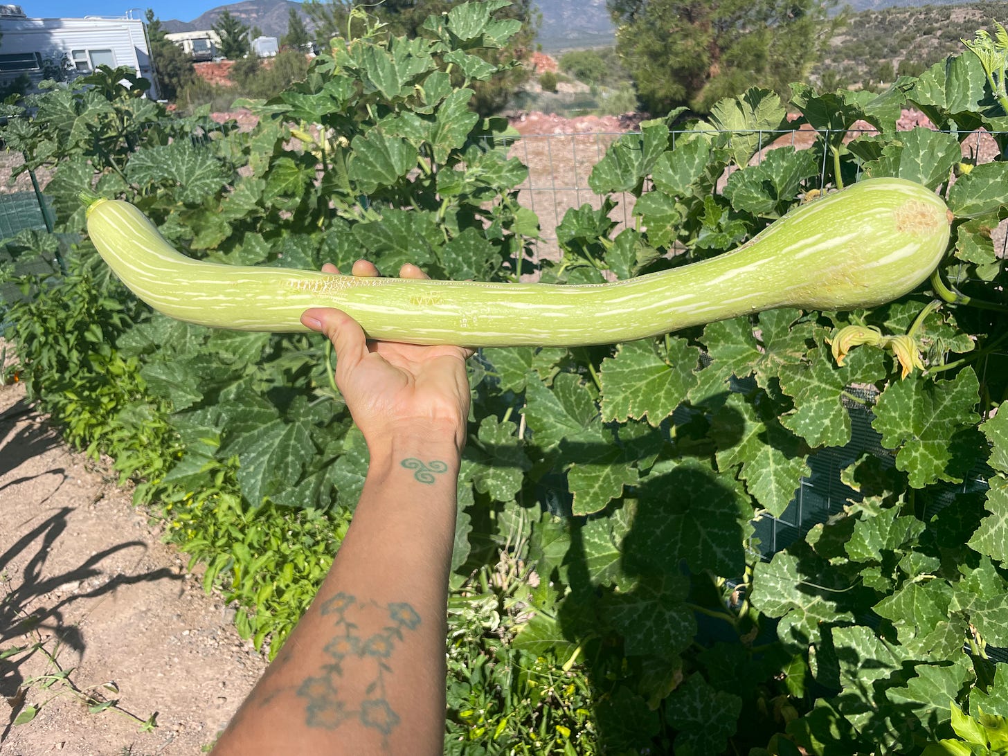 a two foot long summer squash held by a hand with the plants behind
