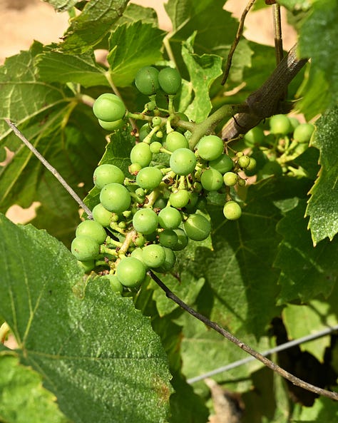beaujolais gamay glou glou