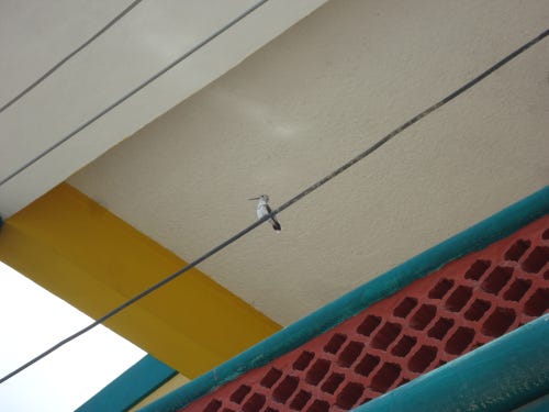 Female Mexican Sheartail Hummingbird Rio Lagartos Birding with Steven Playa del Carmen Female Mexican Sheartail Hummingbird Rio Lagartos Birding with Steven Playa del Carmen
