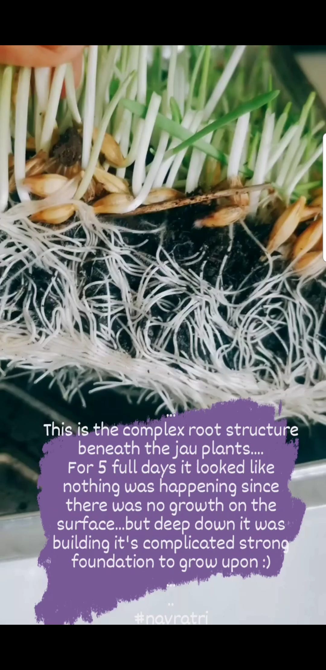 Growth