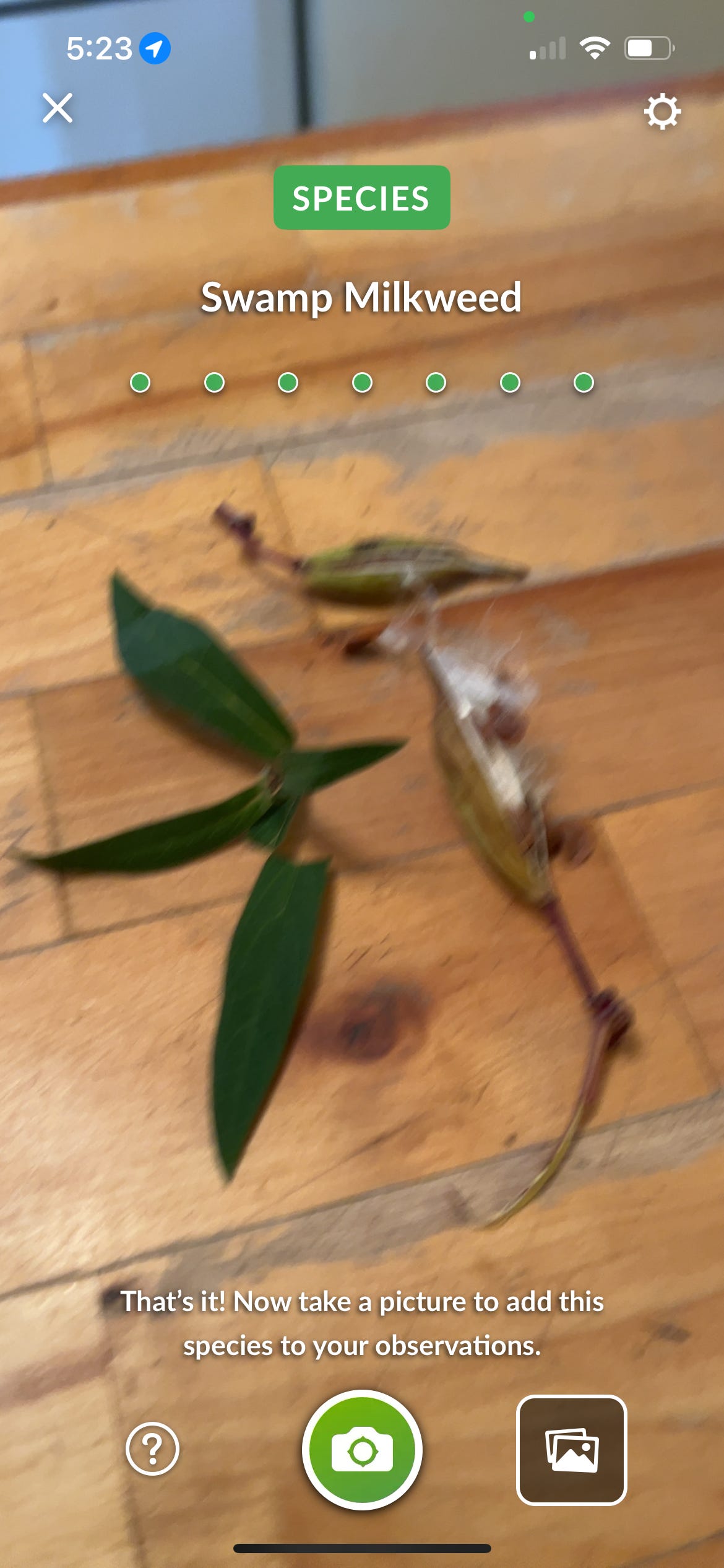 The same image from above, but with a screenshoot from my phone with an overlay that identifies the plant as Swamp Milkweed. There is a full stripe of green dots below the name, which indicate the app is quite confident in its identification. 