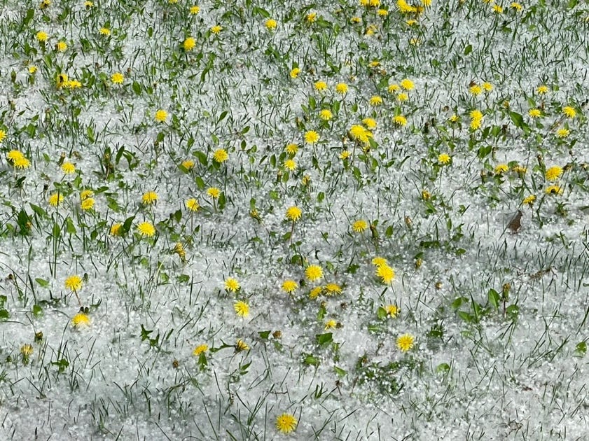 A field of yellow flowers and green grass

Description automatically generated