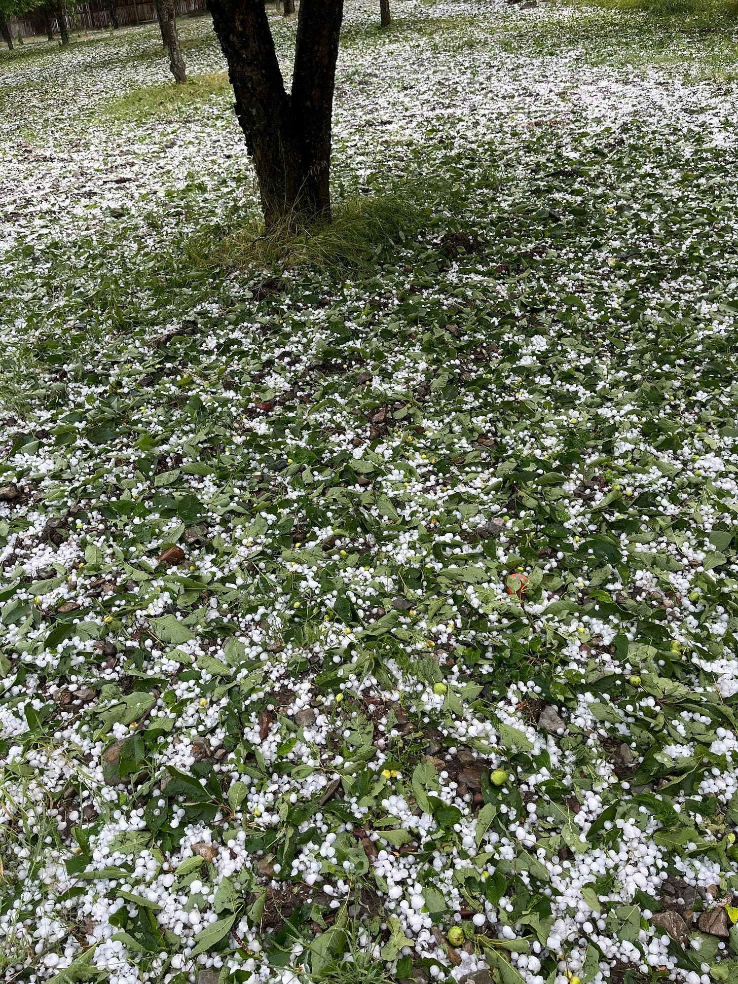 May be an image of flower, nature and tree