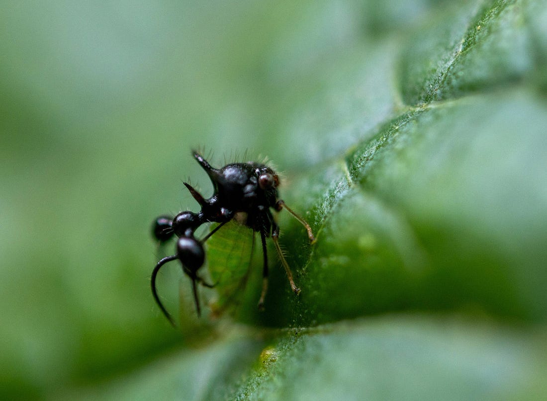 Ant-mimicking treehopper Cyphonia clavata on a leaf along the Río Guayabo in Costa Rica, its spined body and false ant-like form blending into the forest vegetation. Ant-mimicking treehopper Cyphonia clavata on a leaf along the Río Guayabo in Costa Rica, its spined body and false ant-like form blending into the forest vegetation.
