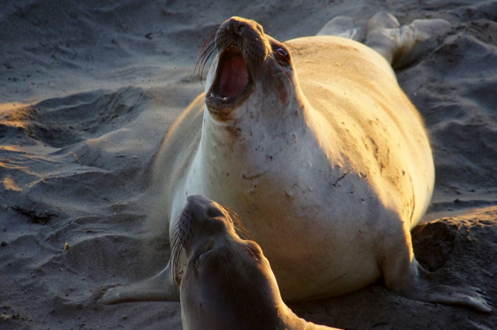 Two mother seals battle over a baby pup. Two mother seals battle over a baby pup.