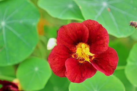nasturtium flowers