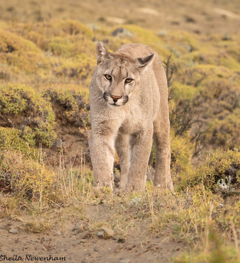 The Puma Petaka