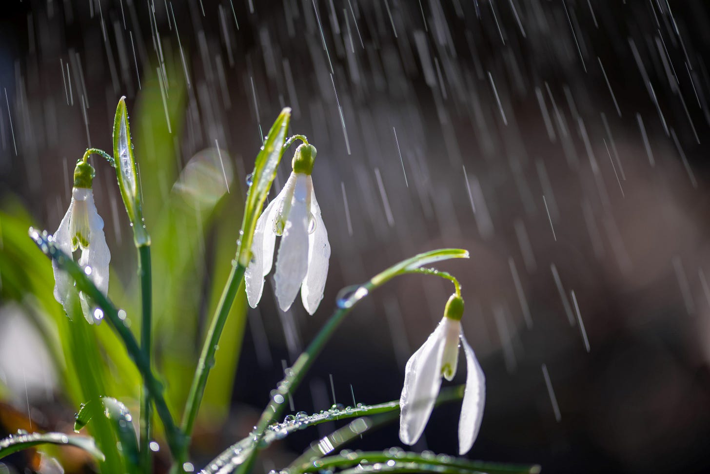 Two snowdrop flowers with green stems are shown close up as rain falls around them, with water droplets visible on the petals and leaves.