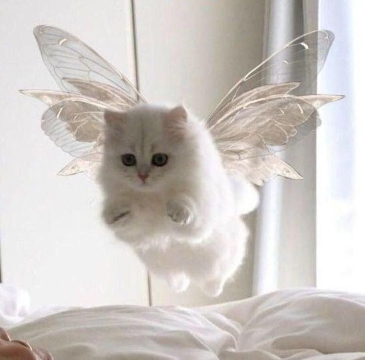 This may contain: a cat is flying in the air on top of a bed with its wings spread