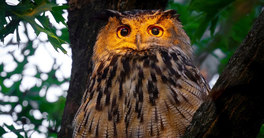 New York Mourns Flaco, an Owl Who Inspired as He Made the City His Own -  The New York Times