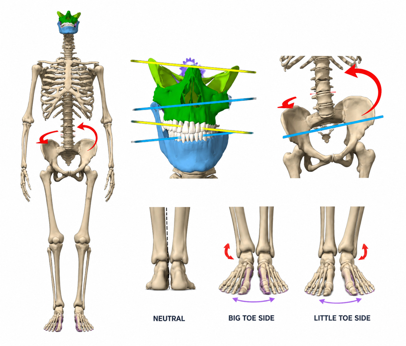 Jaw Click and Tight Hip