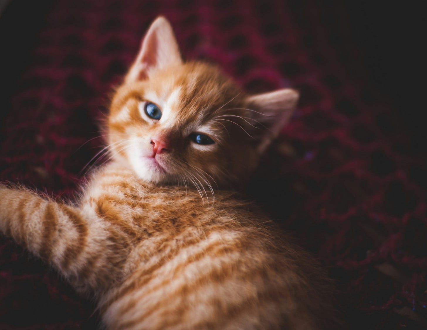 An orange tabby kitten with a sweet but mischevious expression An orange tabby kitten with a sweet but mischevious expression