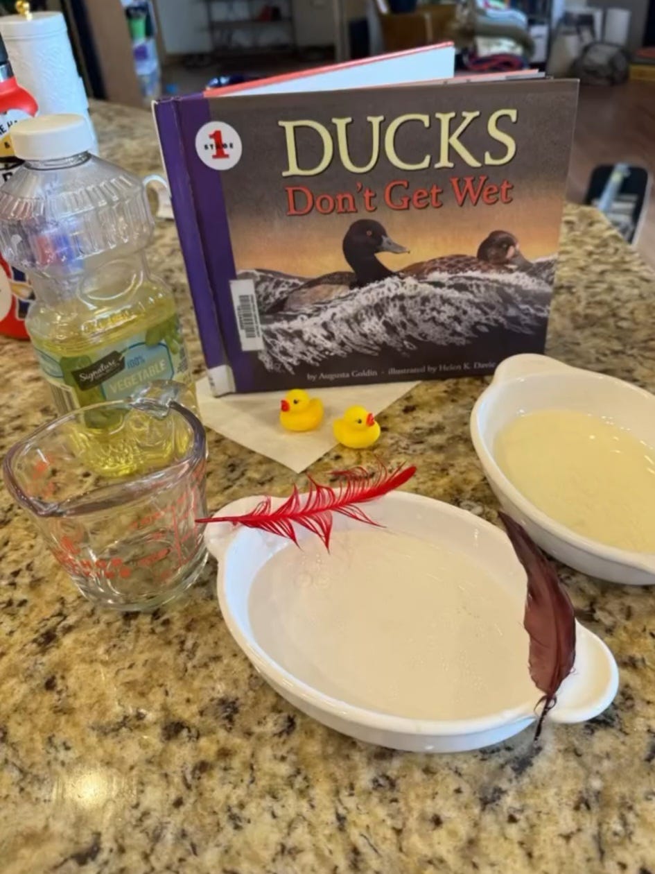 Let's Make a Unit! - Birds - by Heather, image size:945x1260