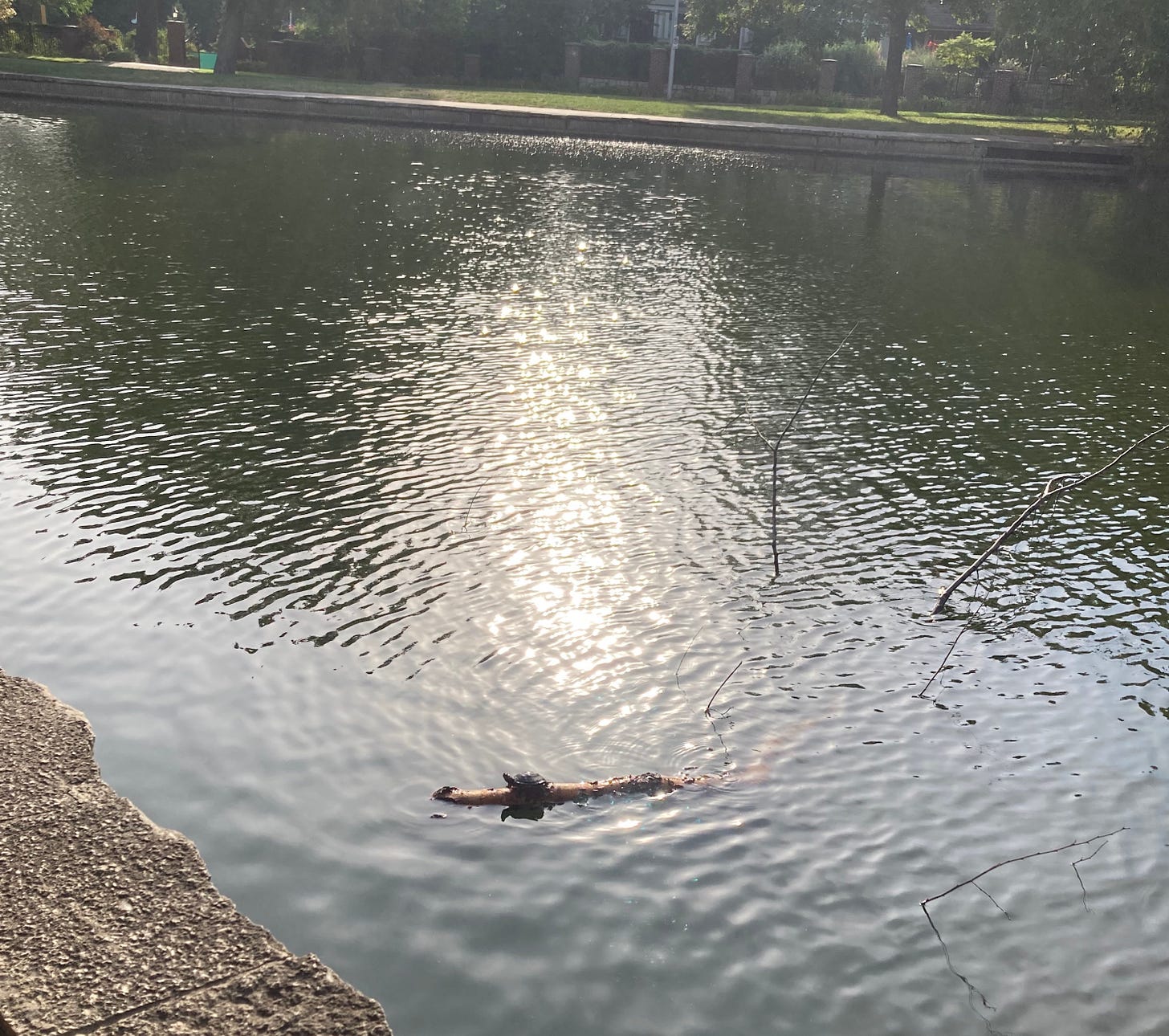 A small turtle sits on a small branch in the middle of a small, curated pond in a park.
