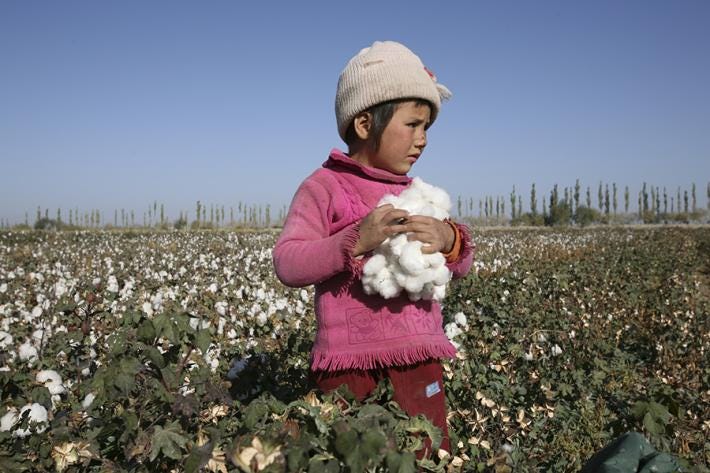 Girl picking cotton in pink in Uzbekistan Girl picking cotton in pink in Uzbekistan