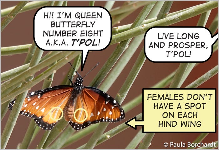 Newly eclosed Queen Butterfly Number Eight: "T'Pol"