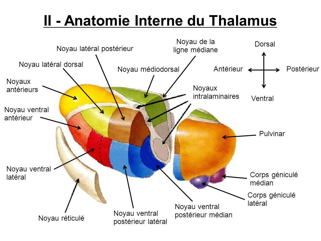 Anatomie et Organisation fonctionnelle du Thalamus - ppt video online  télécharger