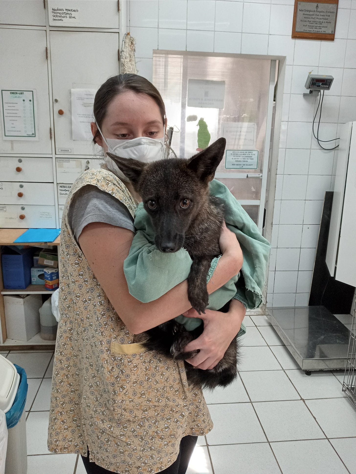 A fox dog hybrid is is held.