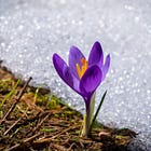 Is it spring yet? The gifts of stillness