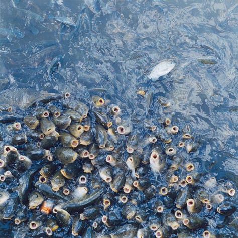 Fine art photograph by Japanese photographer Rinko Kawauchi.