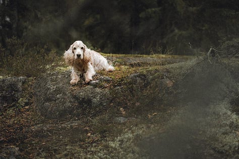 old dog in autumnal forest