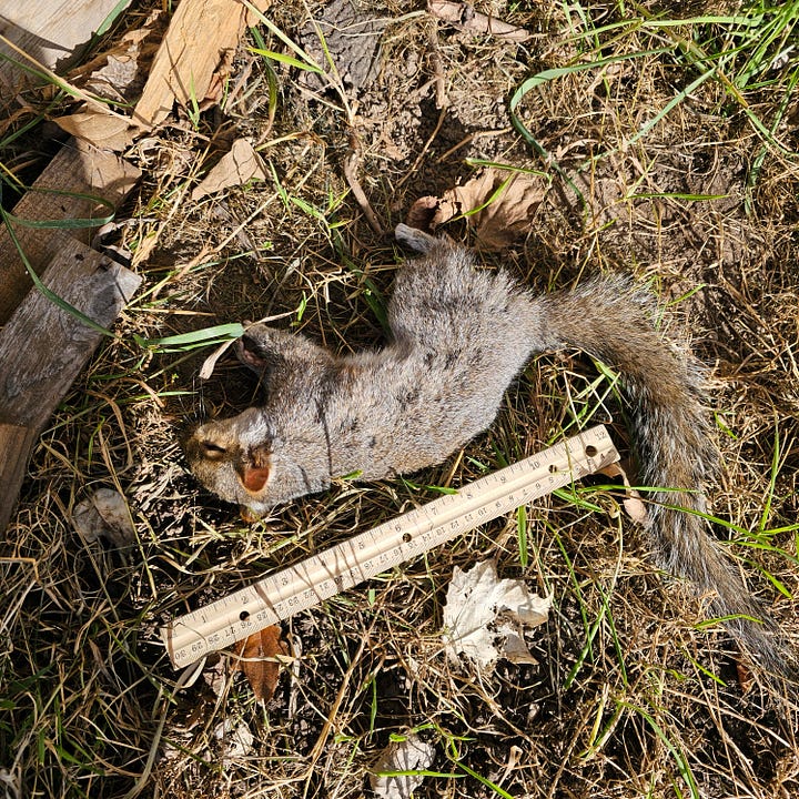Two deceased squirrels found in our yard 1 day apart.