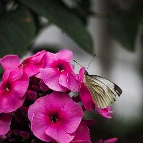 Slow & Simple Notes | How wildlife has become such an important part of my slow living journey