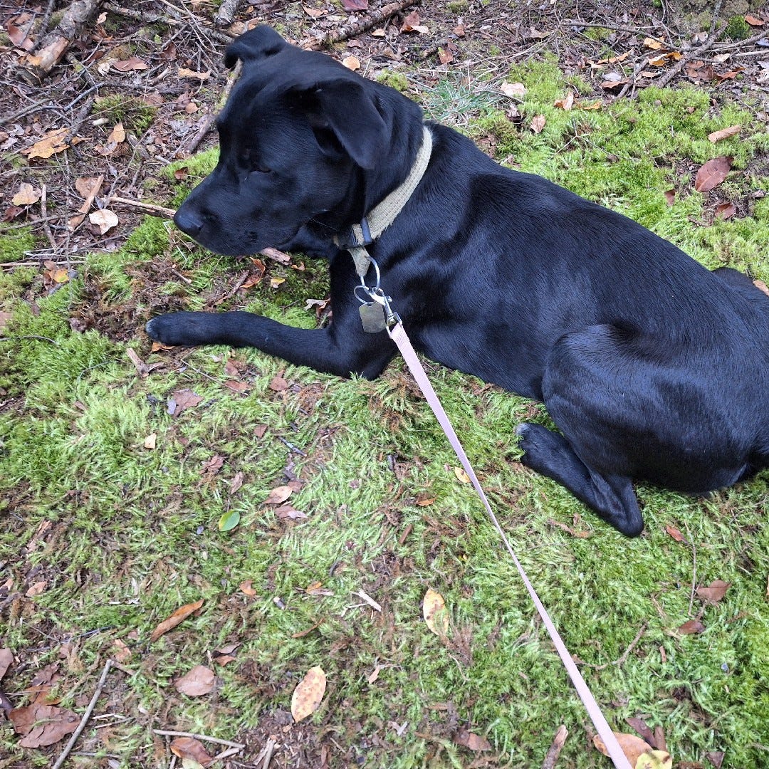 Davrell’s Substack