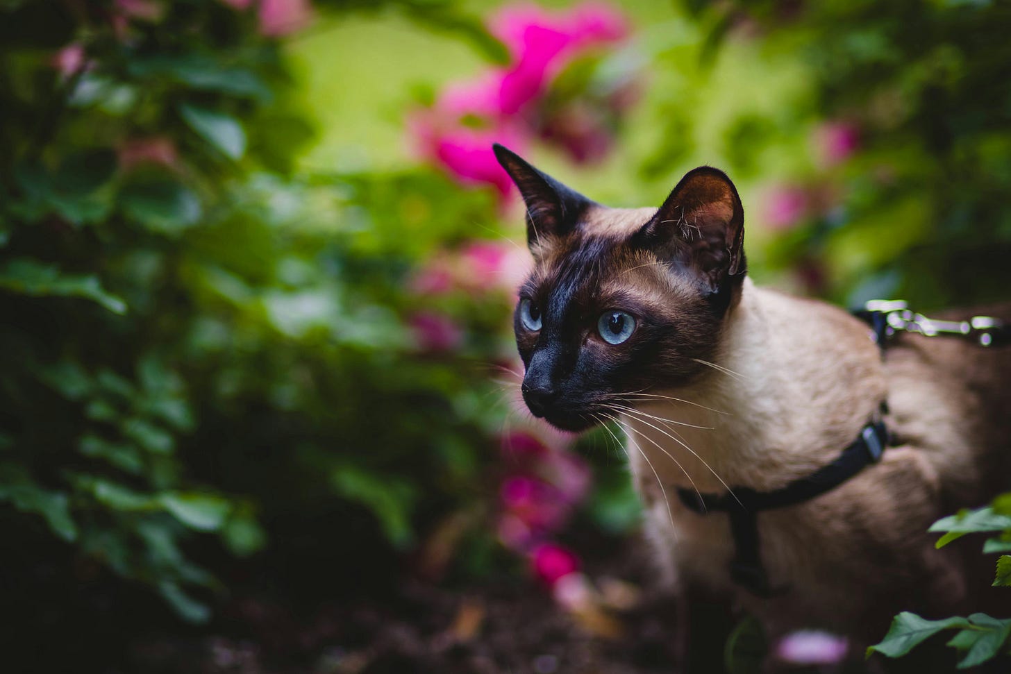outdoor cat on leash