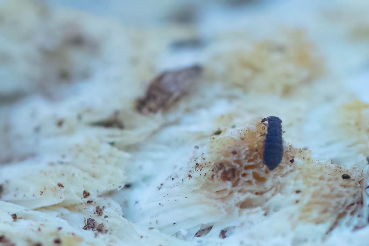 Closeup of a small, cute, black, segmented hexapod climbing on the bumpy, pore-stippled, pale white-ish surface of mushrooms.