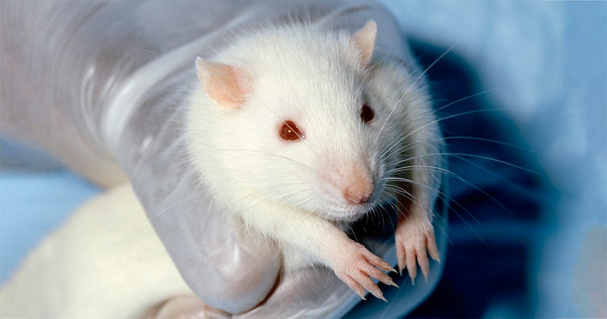 Mãos com luvas segurando um ratinho branco de olhos vermelhos Mãos com luvas segurando um ratinho branco de olhos vermelhos