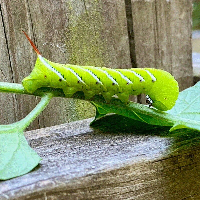 Evil Tomato Hornworms | A Cook And Her Books