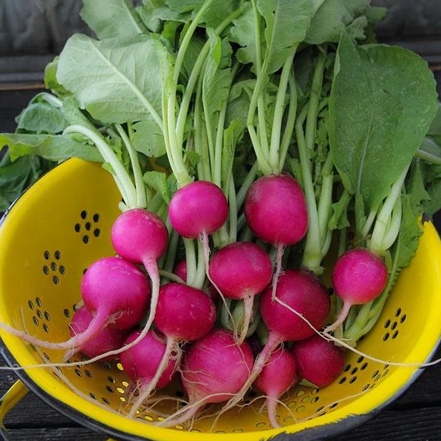 Purple Plum Radish Seeds - 5 g ~470 Seeds - Heirloom, Open ...