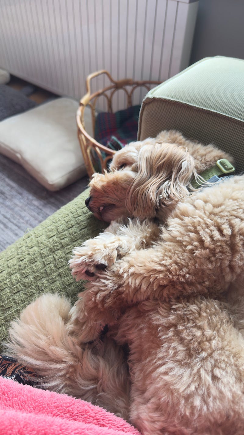 Our beloved dog Topik sleeping on the couch