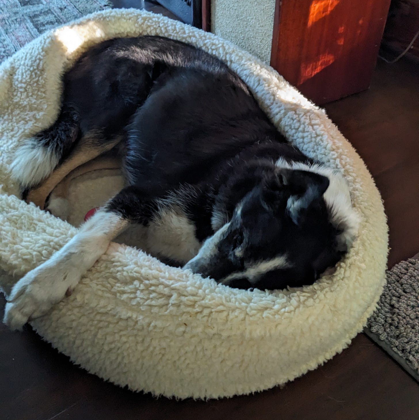 Border collie sleeping in a bed that's slightly too small, his head tucked beneath the raised border