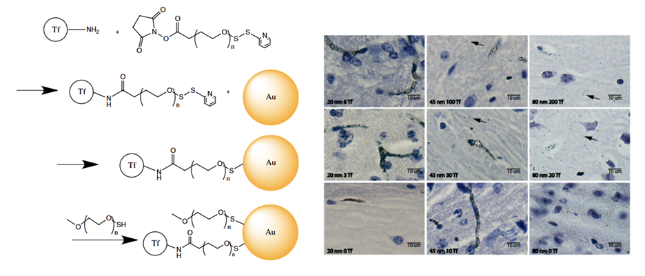 A close-up of a microscope

AI-generated content may be incorrect.