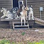 Snow Dogs Bob Lamond's avatar