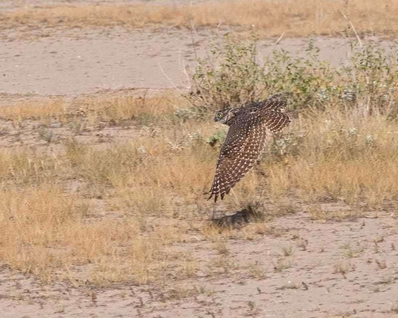 20260825-BurrowingOwl-20-Edit.jpg 20260825-BurrowingOwl-20-Edit.jpg