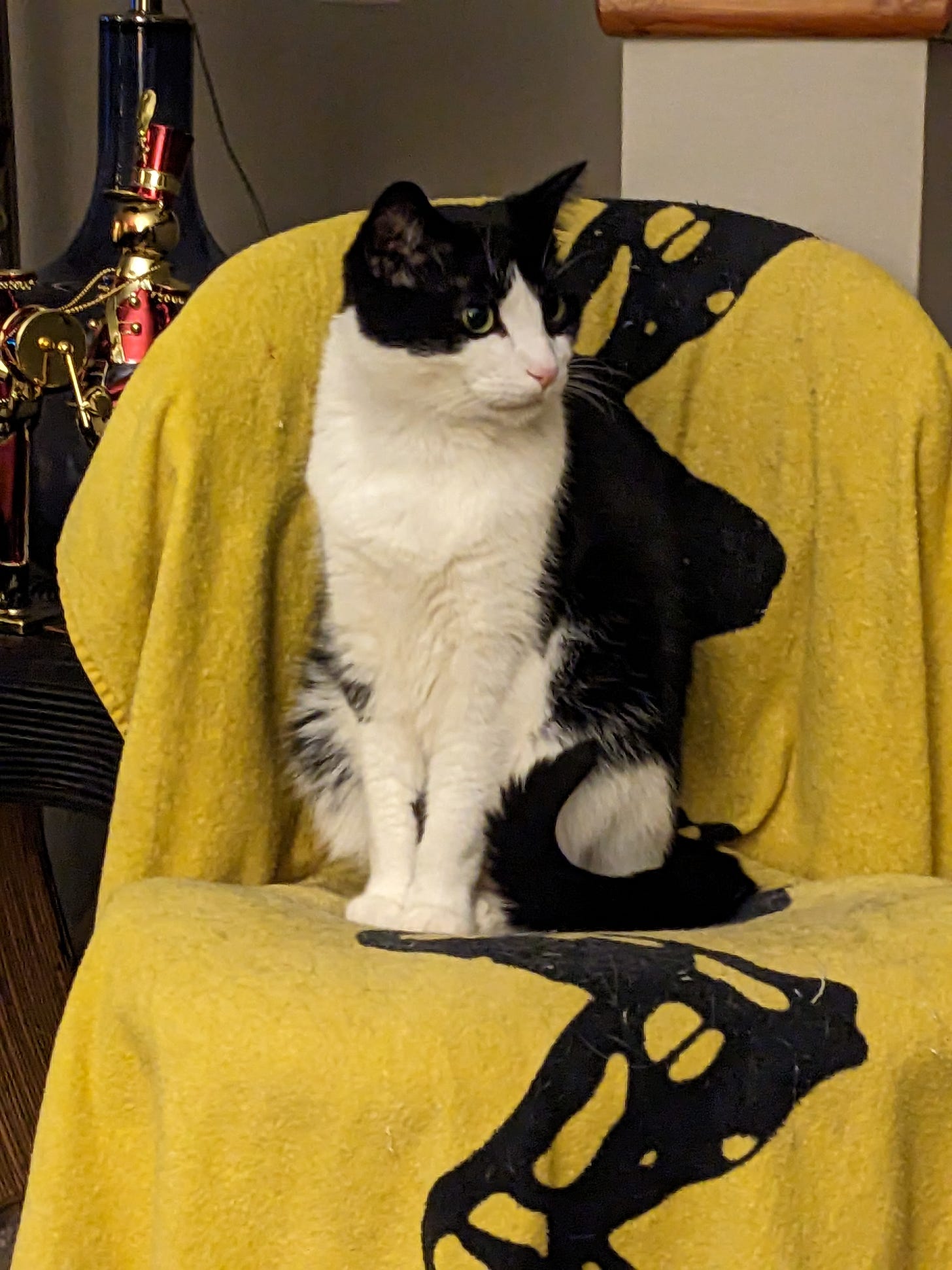 a black and white cat sitting on a chair.